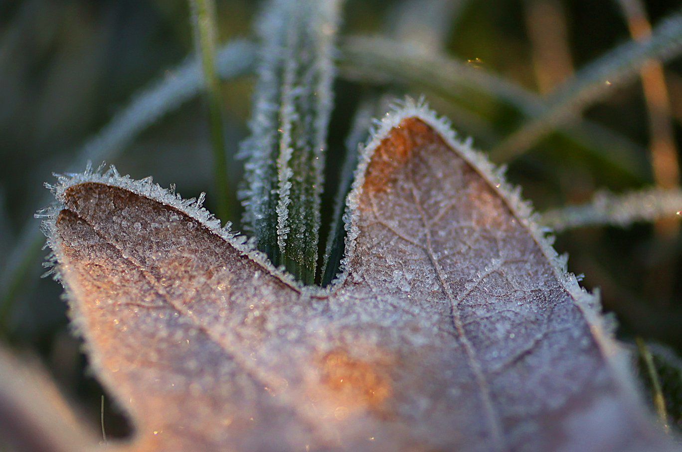 Morning frost fleeting as mid 50s afternoon to come